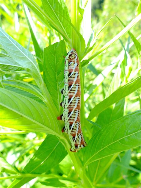 Banded Sphinx | Nature Watch