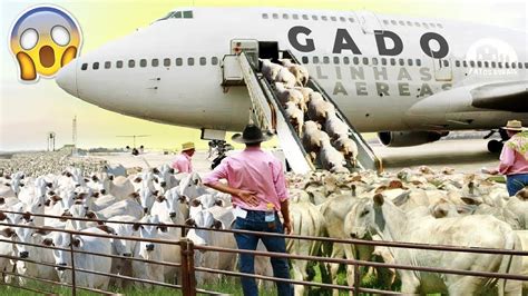 Maior Transporte De Gado Da Hist Ria Recorde De Exporta O De Boi