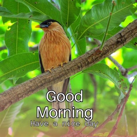 70 Good Morning Bird Images Good Morning Wishes