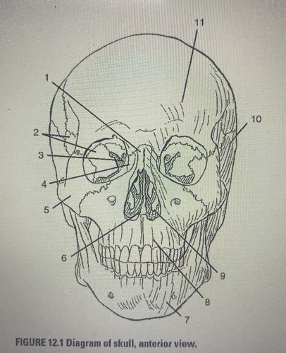 Procedures 3 Skull Anatomy Flashcards Quizlet