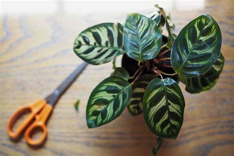 How To Grow And Care For Calathea Peacock Plants Gardeners Path