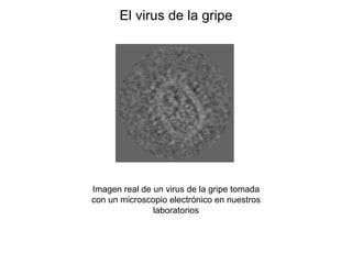 Estructura Del Virus De La Gripe Ppt