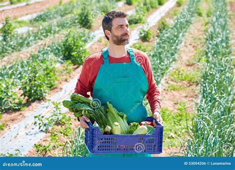 Farmer Man Harvesting Vegetables In Orchard Stock Photo Image Of