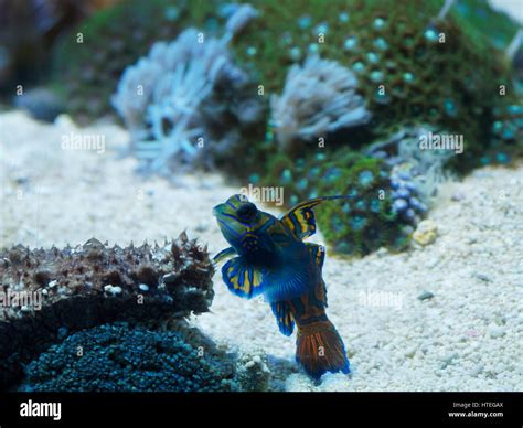 Mandarinfish Or Mandarin Dragonet Synchiropus Splendidus Stock Photo