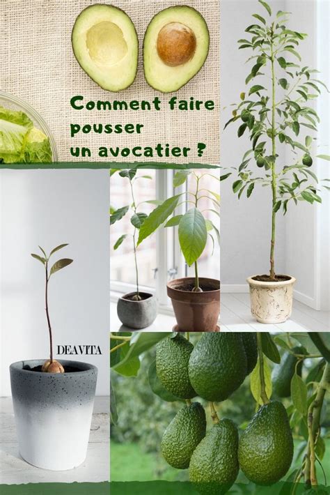 Comment Faire Pousser Un Avocatier Conseils Et Astuces Faire