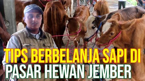 Rambipuji Pasar Sapi Jember Tips Belanja YouTube