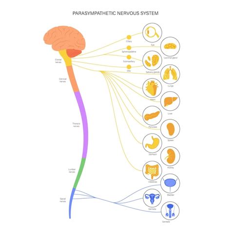 Sistema nervioso parasimpático | Vector Premium