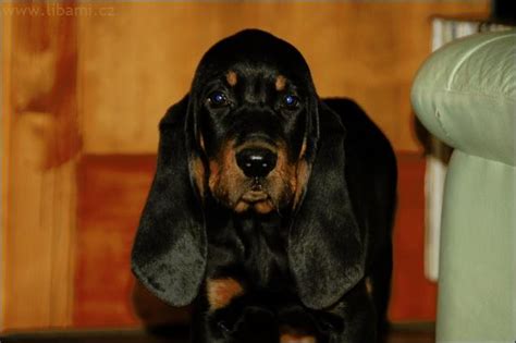 Black and Tan Coonhound puppies | Puppies for sale | DOGVA.com