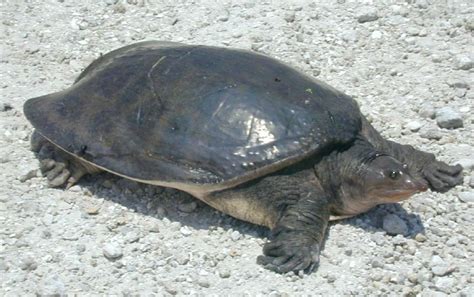 Reptile Research and Conservation Trust Of India: TURTLES OF INDIA