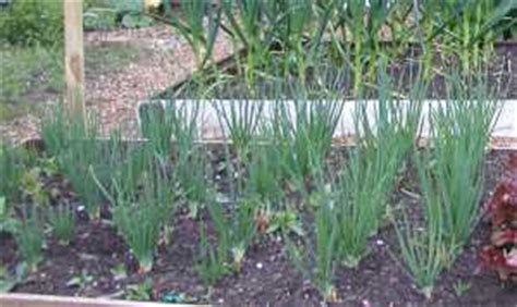 Step Guide To Growing Shallots Allotment Gardens