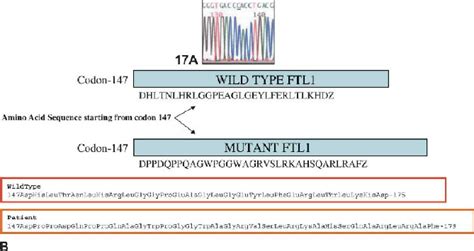 A Electropherogram Of The Subcloned FTL Sequence DNA Isolated From