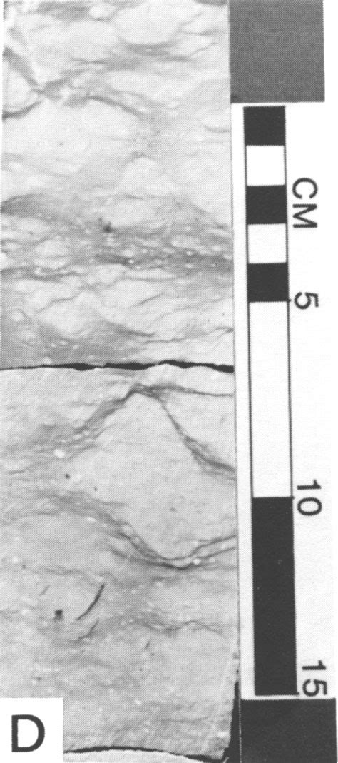 Kgs Subsurface Geology Prather D Zone Cyclothem Lansing Kansas