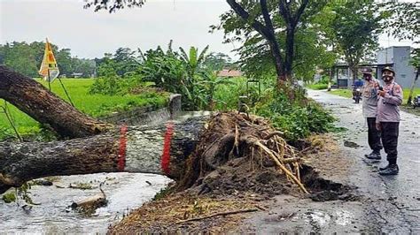 Angin Kencang Kembali Terjang Kota Blitar Belasan Pohon Tumbang