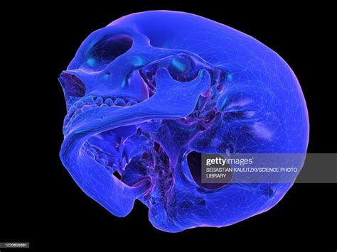 Human Skull Illustration High Res Vector Graphic Getty Images