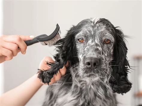 The Complete Guide to Dry Cleaning Your Dog vs. Wet Cleaning