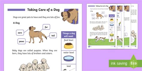 How To Take Care Of A Dog Ks1 Teacher Made