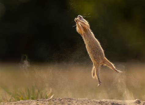 Laugh Out Loud Images 2023 Comedy Wildlife Photography Awards