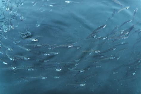 New daily catch limit set for Atlantic mackerel recreational fishery - Oceana Canada