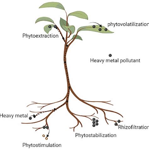 A schematic diagram depicting the underlying mechanisms of ...