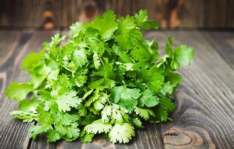 Cilantro Semilla Cultivo Propiedades Y Beneficios