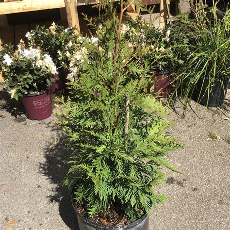 Thuja Green Giant Green Giant Arborvitae Kings Sunset Nursery