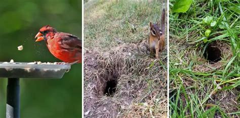 How To Keep Chipmunks Out Of The Garden WhyDo