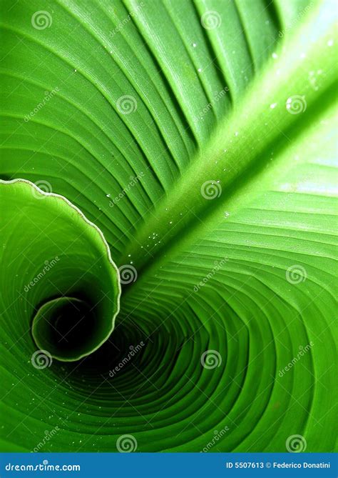 banana leaf stock image image  colour leaves