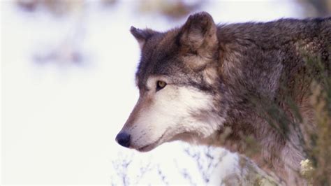 Watch Cbs Saturday Morning Wolves To Be Re Introduced In Colorado