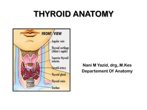 PPT - THYROID ANATOMY PowerPoint Presentation - ID:2139437