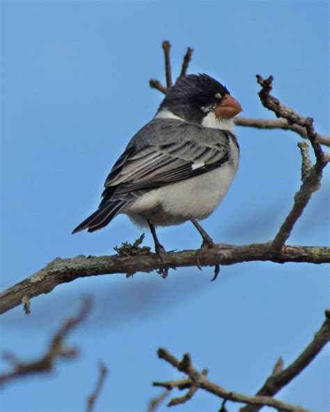 Foto Golinho Sporophila Albogularis Por Rob Rio Aires Wiki Aves A