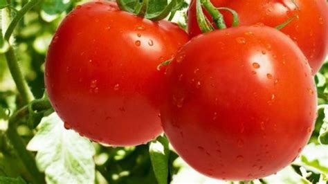 Ultra Early Varieties Of Tomatoes Healthy Food Near Me