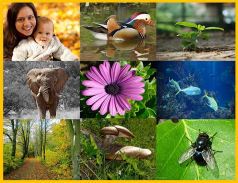 O Que São Seres Bióticos - Imagenes de seres vivos bioticos - Imagui