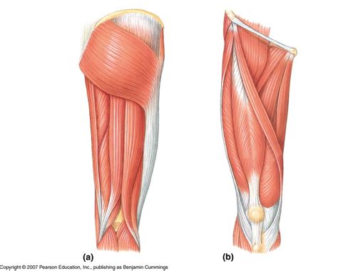 Muscles Of The Quadriceps And Hamstrings