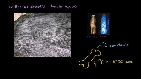 Datación por carbono 14 Parte 2 Biología Khan Academy en Español