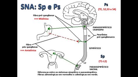 Anatomia Humana Sistema Nervoso Parte 10 Youtube