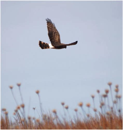 Northern Harrier Female by SuicideBySafetyPin on DeviantArt