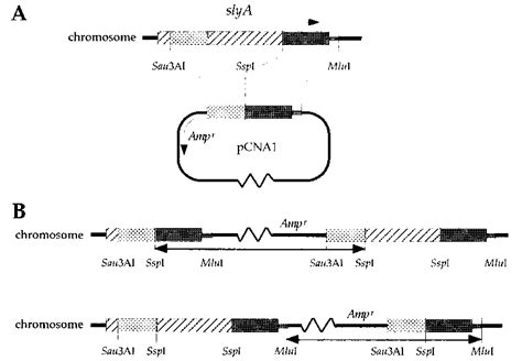 Schematic Of The Construction Of Suicide Plasmid Pcna A And The Two