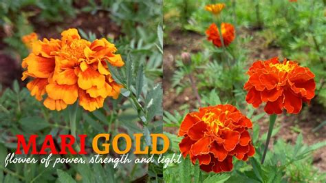 Marigold One Of The Most Beautiful Flowers Wonderful Color