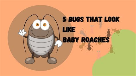 5 Bugs That Looks Like Baby Roaches The Cockroach Guide