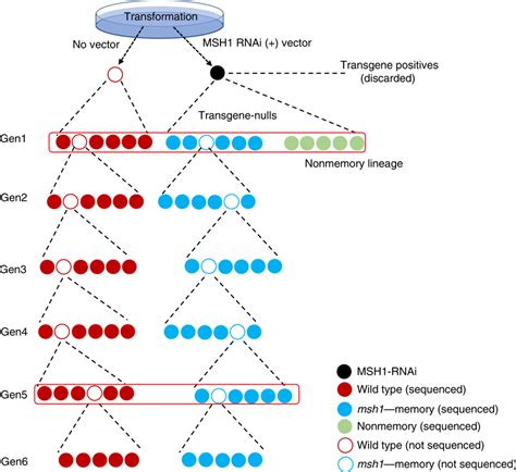 Transgenerational Msh1 Memory Line Pedigree And Sample Collection