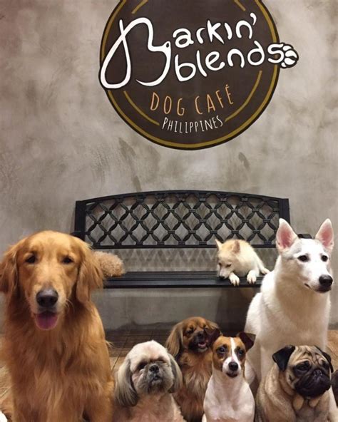 5 Pet Cafes You Can Try In The Metro Gma Entertainment