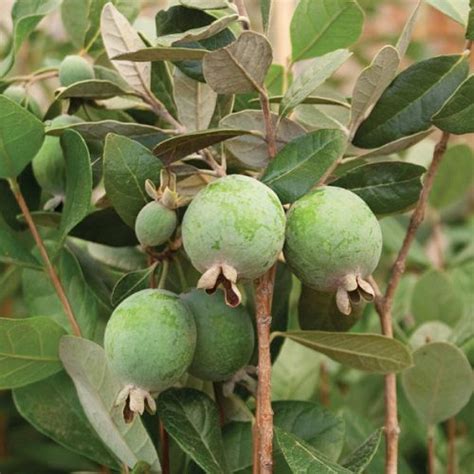 Feijoa Sellowiana Pineapple Guava Lifestyle Seeds