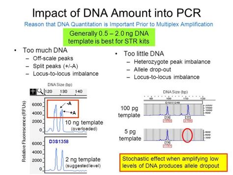 How Much Template Dna For Pcr Fundamentals Of Forensic Dna Typing Ppt