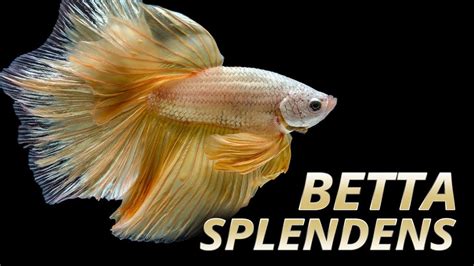 Species Spotlight | Betta splendens - Fluval USA