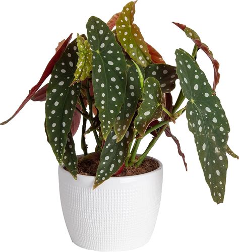 Amazon Costa Farms Live Indoor Trending Tropicals Begonia Maculata