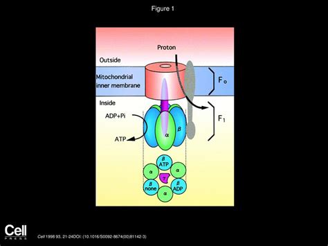 F1 Atpase A Rotary Motor Made Of A Single Molecule Ppt Download