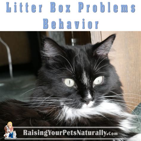 Cat Not Using Litter Box, Cat Litter Box Problems and Solutions: Behavior