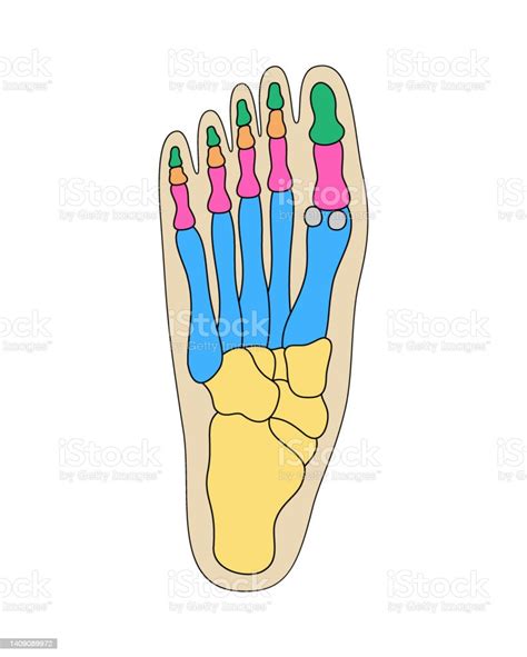 Ilustrații De Stoc Cu Anatomia Oaselor Piciorului Uman Structura