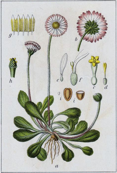 Bellis Perennis L Plants Of The World Online Kew Science