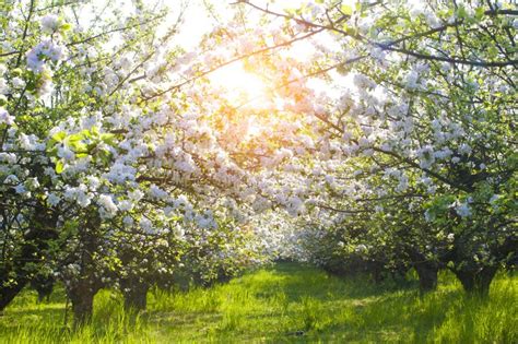 Blooming Apple Trees At Spring Stock Image Image Of Environment